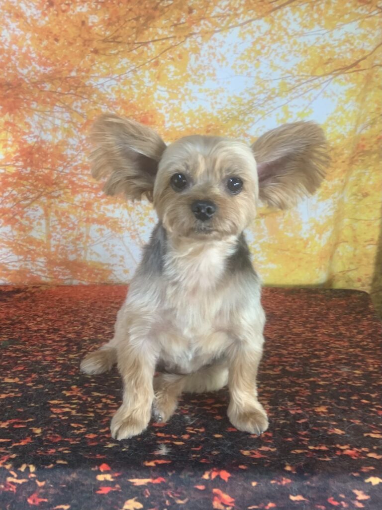 守谷市でトリミングです。こむぎちゃん　(ヨークシャーテリア女の子　シャンプー＆カットコースです。)