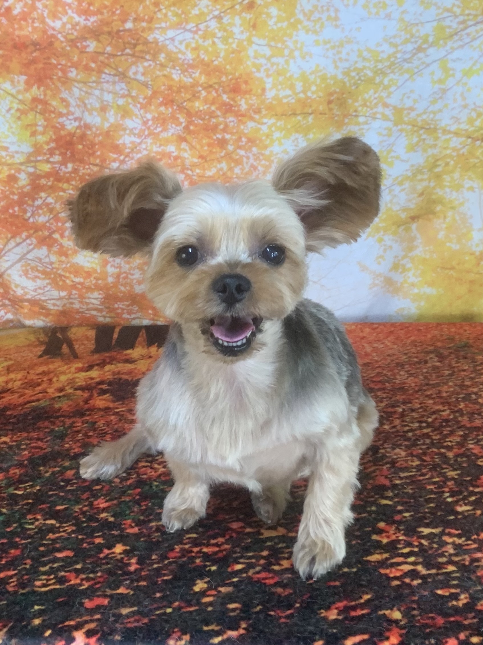 守谷市でトリミングです。あずきちゃん　(ヨークシャーテリア女の子　シャンプー＆カットコースです。)