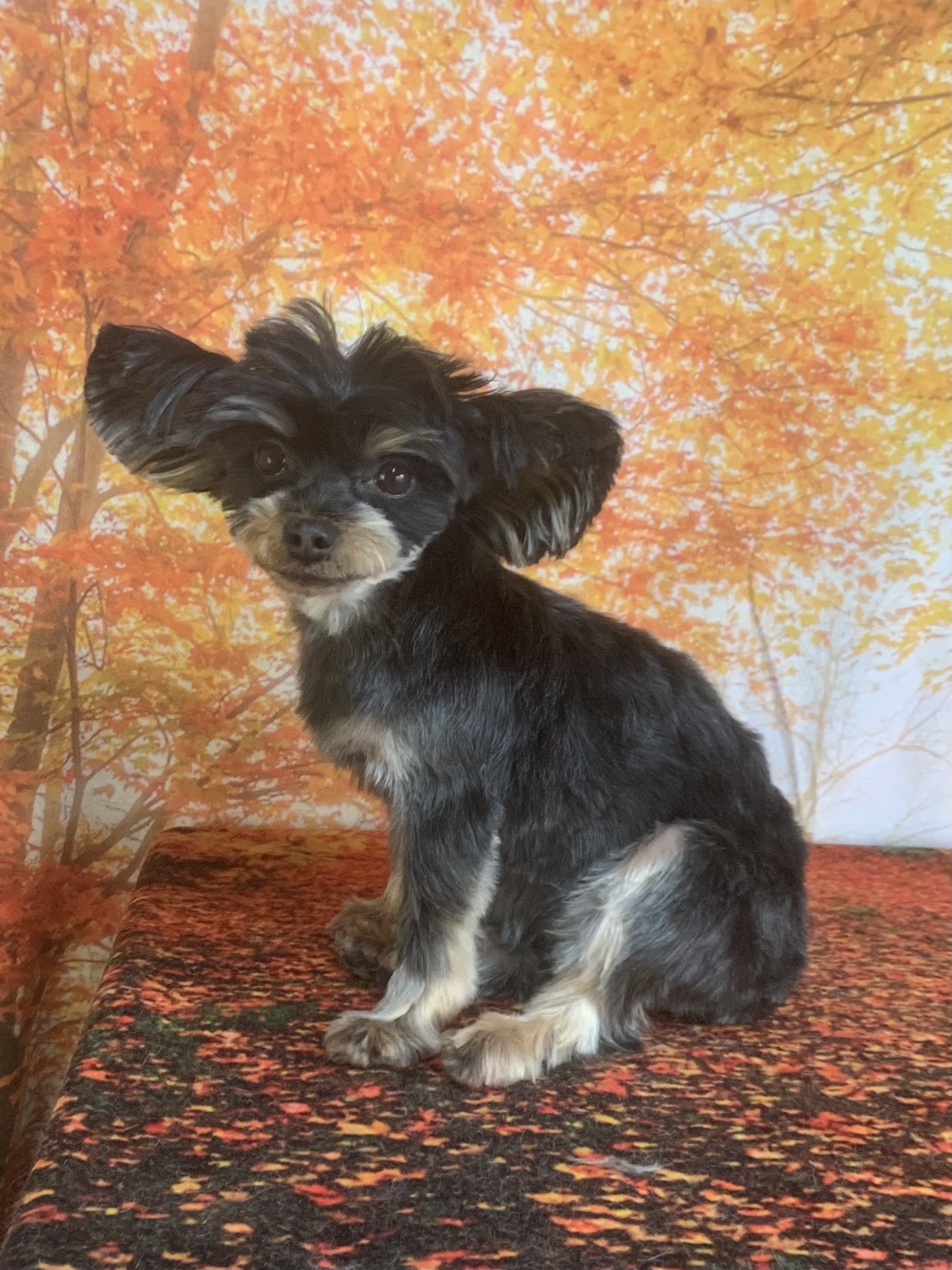 守谷市でトリミングです。クレオちゃん　(ヨークシャーテリア女の子　シャンプー＆カットコースです。)