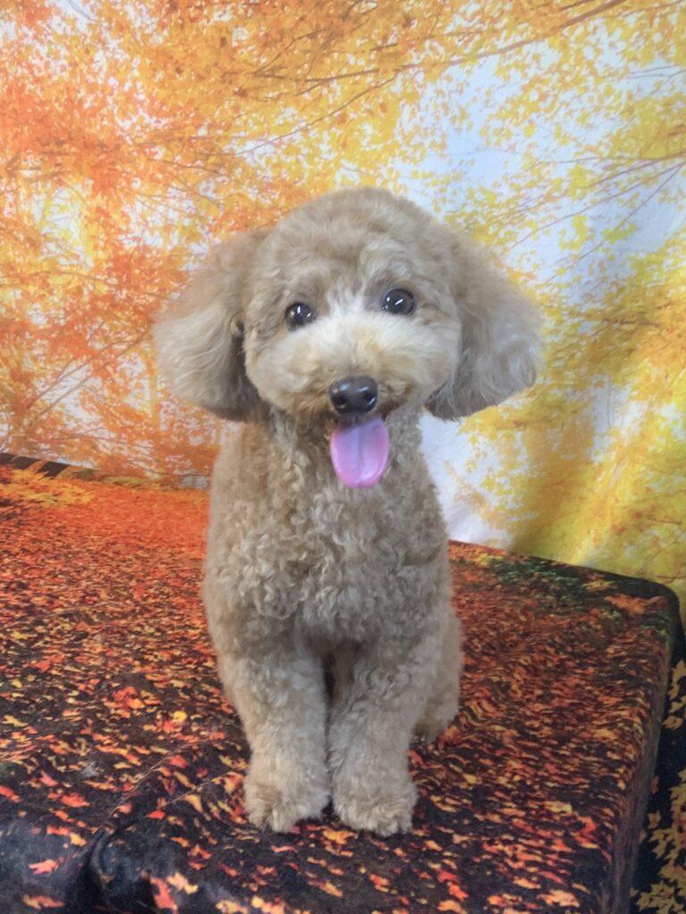 つくば市でトリミングです。むぎちゃん　(トイプードル女の子　シャンプー＆カットコースです。)