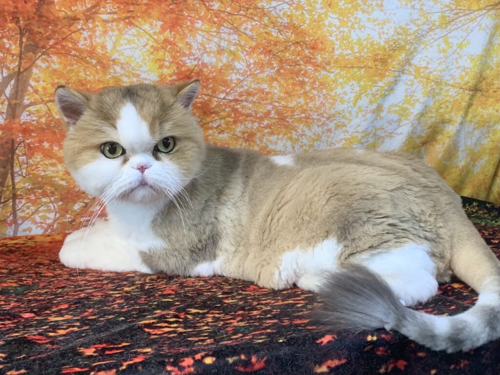 つくば市でトリミングです。コリンちゃん　(エキゾチックショート女の子　シャンプー＆カットコースです。)