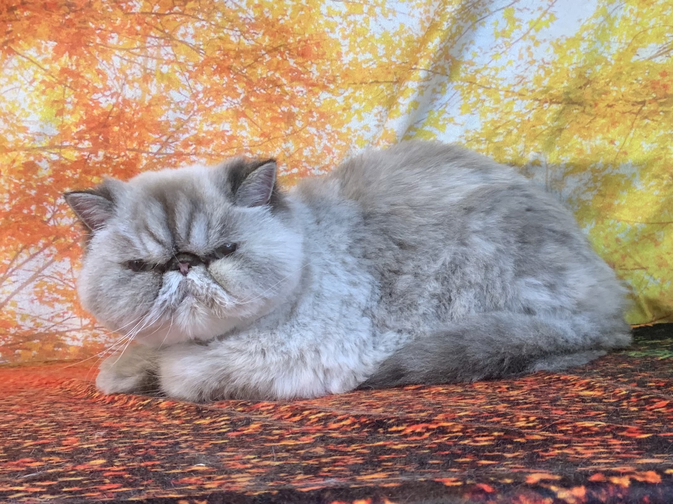 つくばみらい市でトリミングです。プックちゃん　(ヒマラヤン女の子　グルーミング＆カットコースです。)