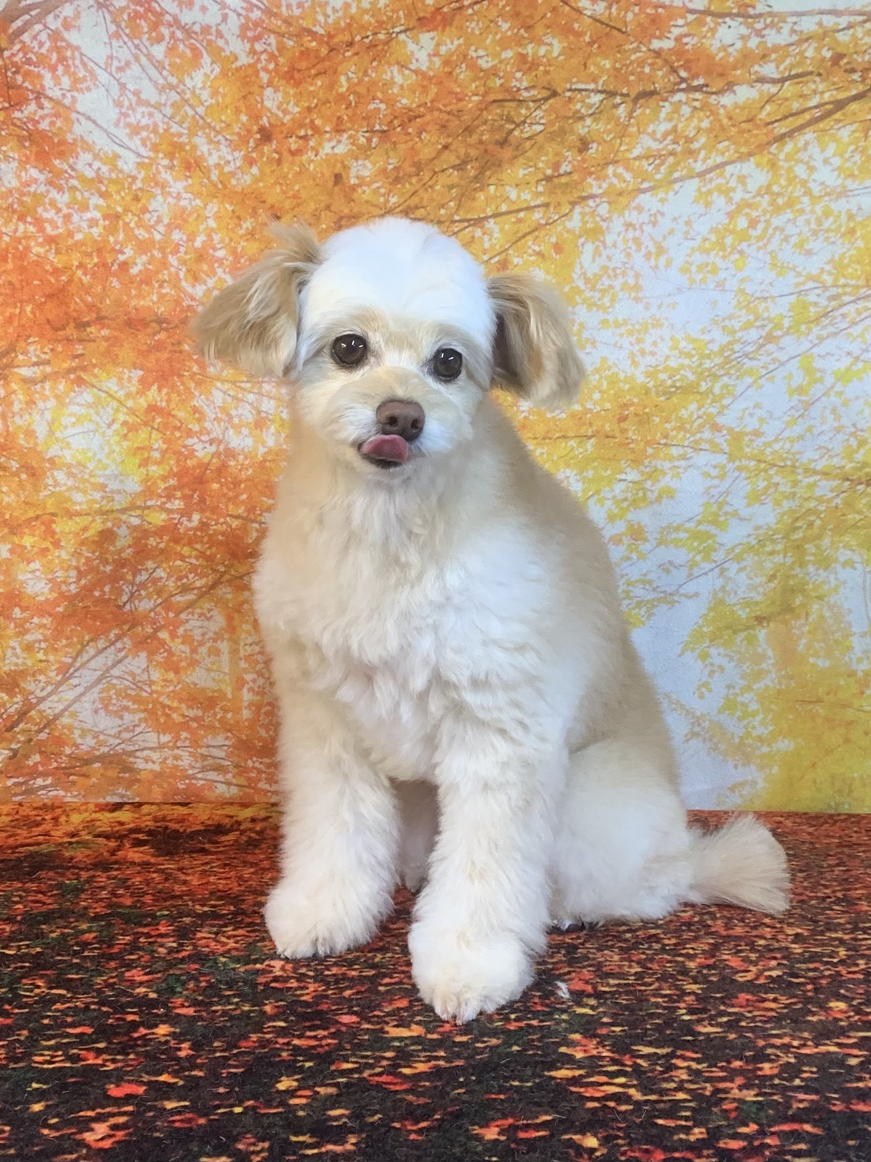 牛久市でトリミングです。いなりくん　(トイプードルＭＩＸ男の子　シャンプー＆カットコースです。)