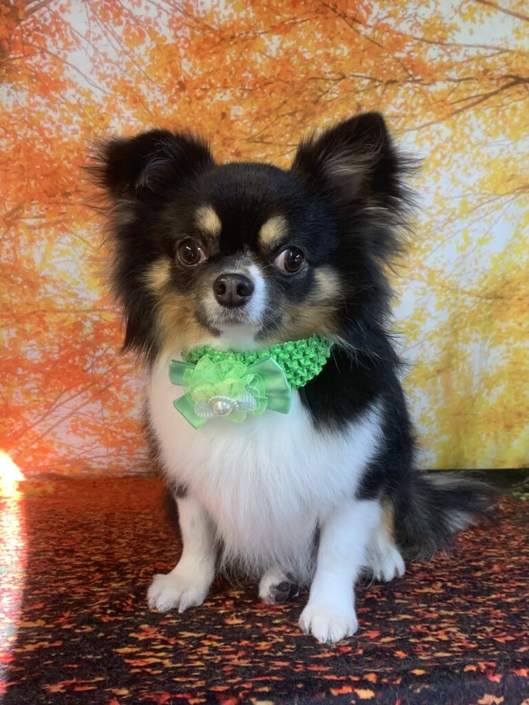 龍ヶ崎市でトリミングです。チチくん　(チワワ男の子　シャンプー＆カットコースです。)