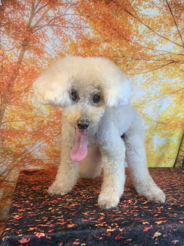 守谷市でトリミングです。モグくん　(トイプードル男の子　シャンプー＆カットコースです。)