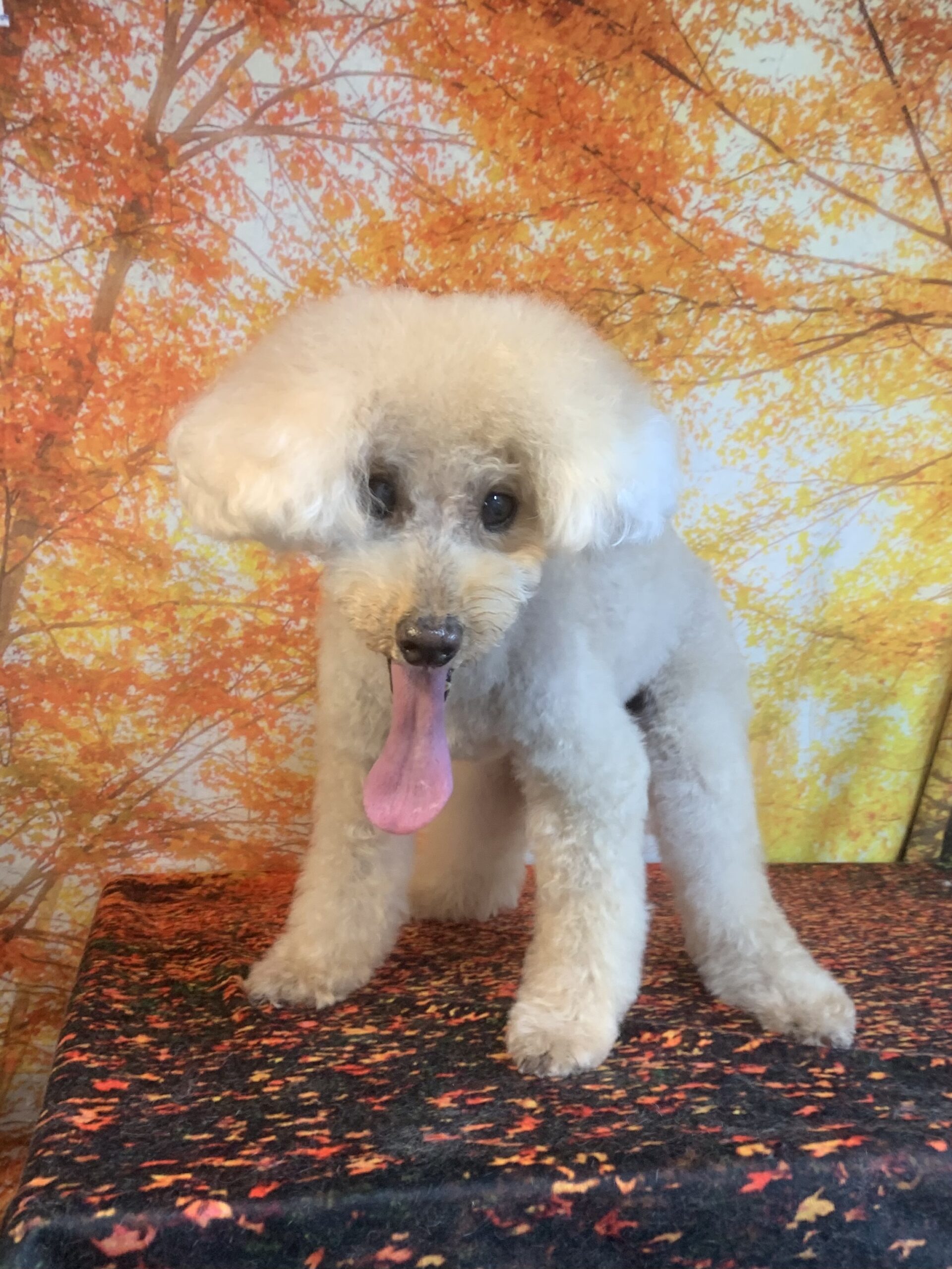 守谷市でトリミングです。モグくん　(トイプードル男の子　シャンプー＆カットコースです。)