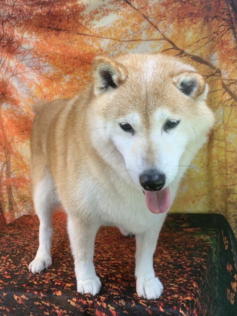 つくばみらい市でトリミングです。アイちゃん　(柴犬女の子　シャンプーコースです。)