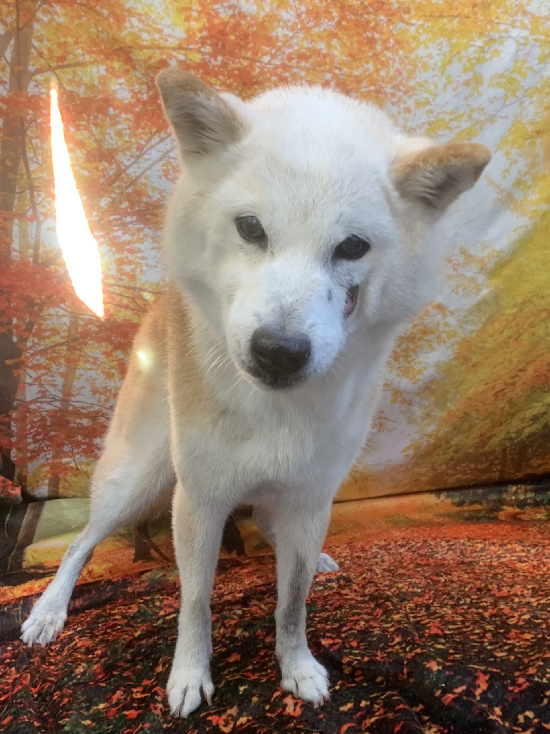 つくばみらい市でトリミングです。トモちゃん　(柴犬女の子　シャンプーコースです。)