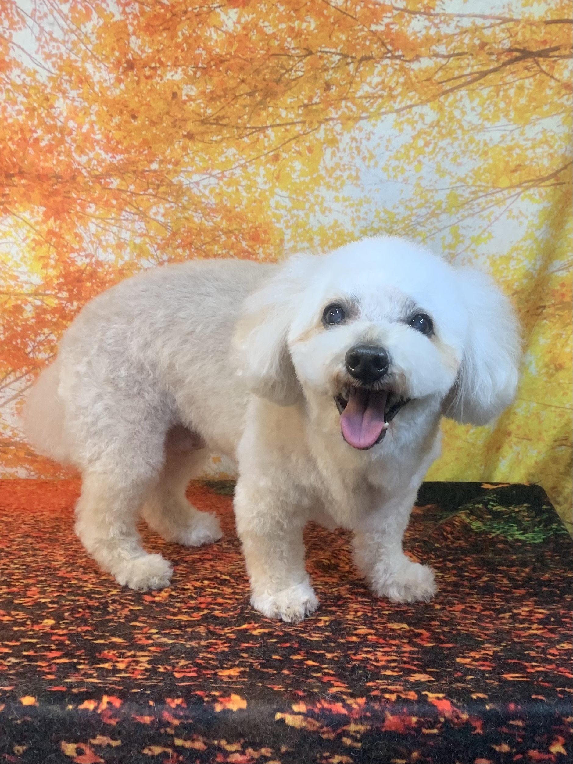 龍ヶ崎市でトリミングです。ミルクちゃん　(トイプードル女の子　シャンプー＆カットコースです。)