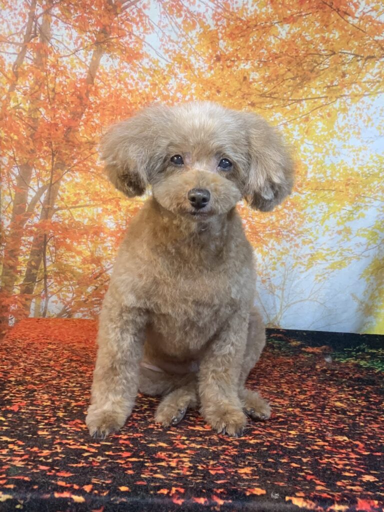 龍ヶ崎市でトリミングです。キティちゃん　(トイプードル女の子　シャンプー＆カットコースです。)