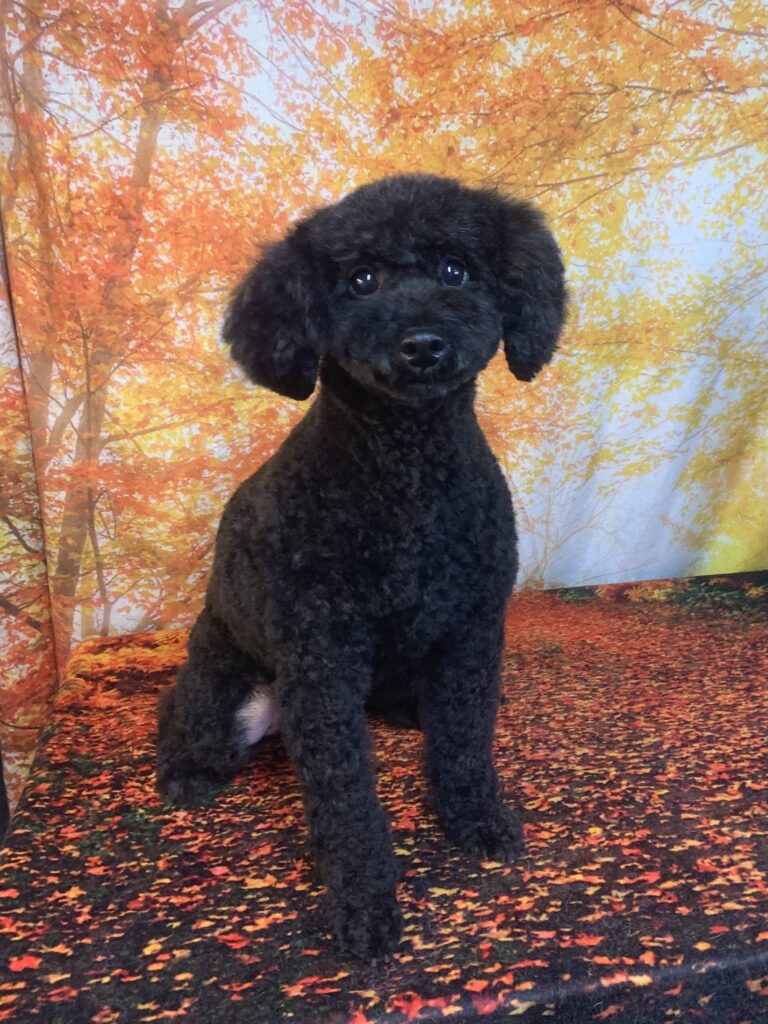 龍ヶ崎市でトリミングです。リンちゃん　(トイプードル女の子　シャンプー＆カットコースです。)