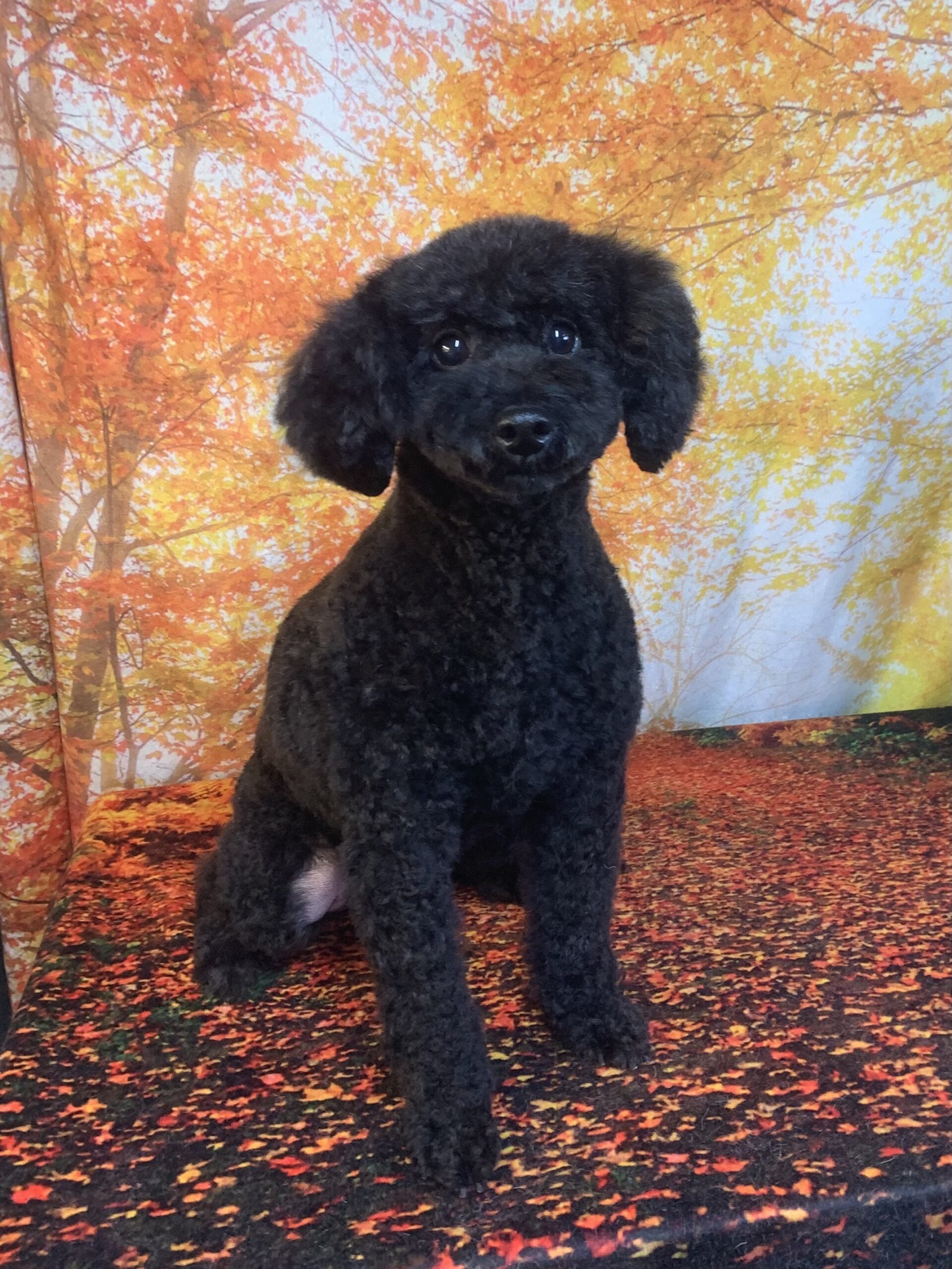 龍ヶ崎市でトリミングです。リンちゃん　(トイプードル女の子　シャンプー＆カットコースです。)