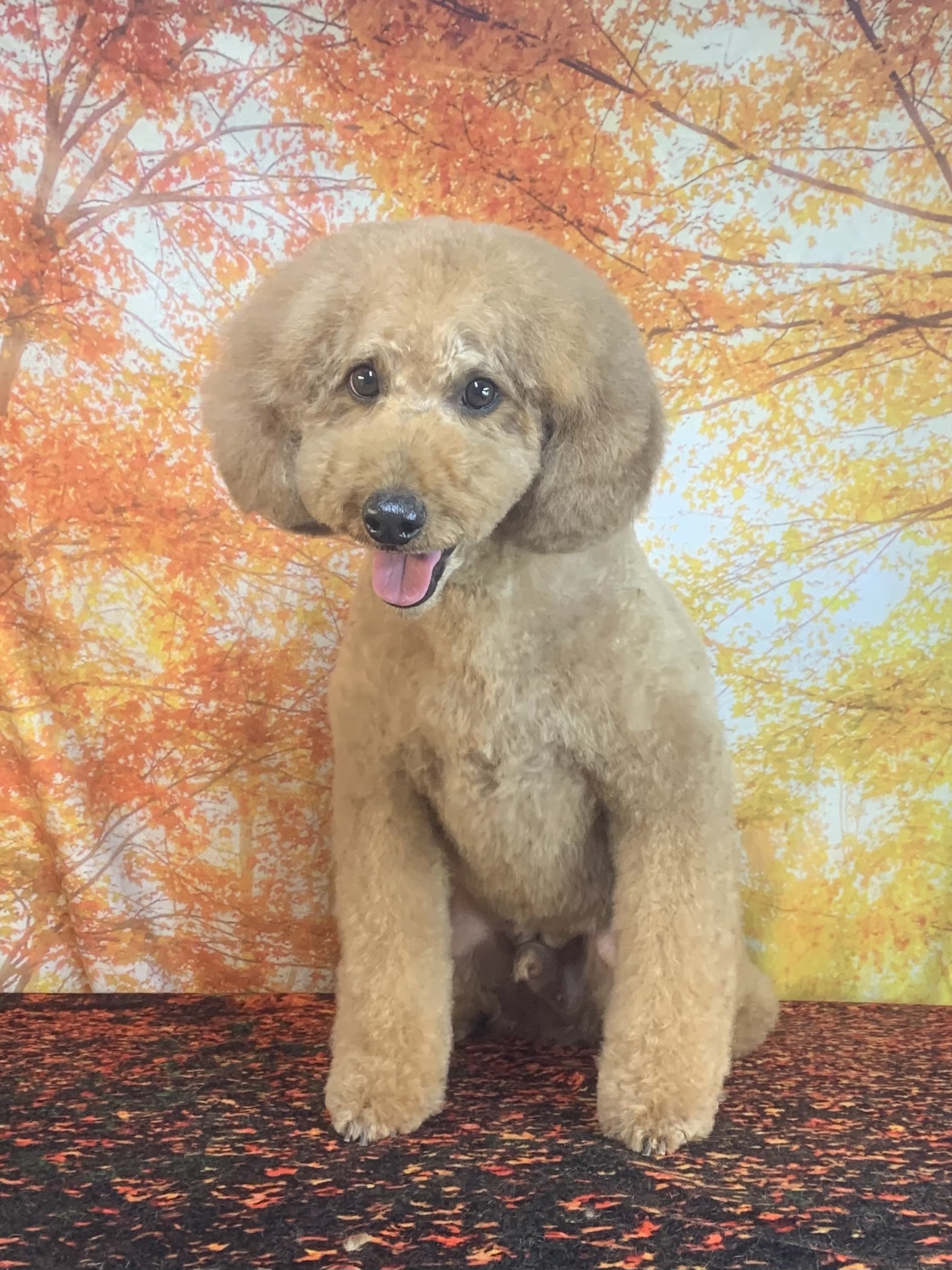 つくば市でトリミングです。マロンくん　(トイプードル男の子　シャンプー＆カットコースです。)