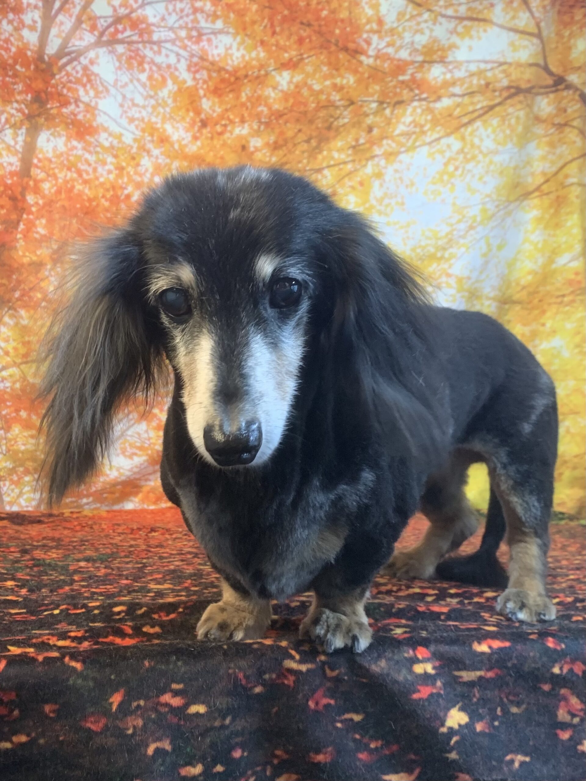 守谷市でトリミングです。キュウちゃん　(ミニチュアダックスフンド女の子　シャンプー＆カットコースです。)