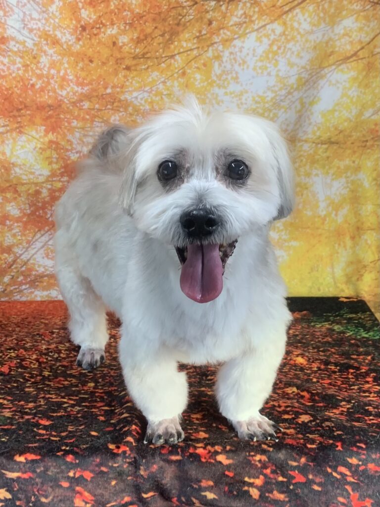 柏市でトリミングです。デニッシュくん　(小型長毛ＭＩＸ犬男の子　シャンプー＆カットコースです。)