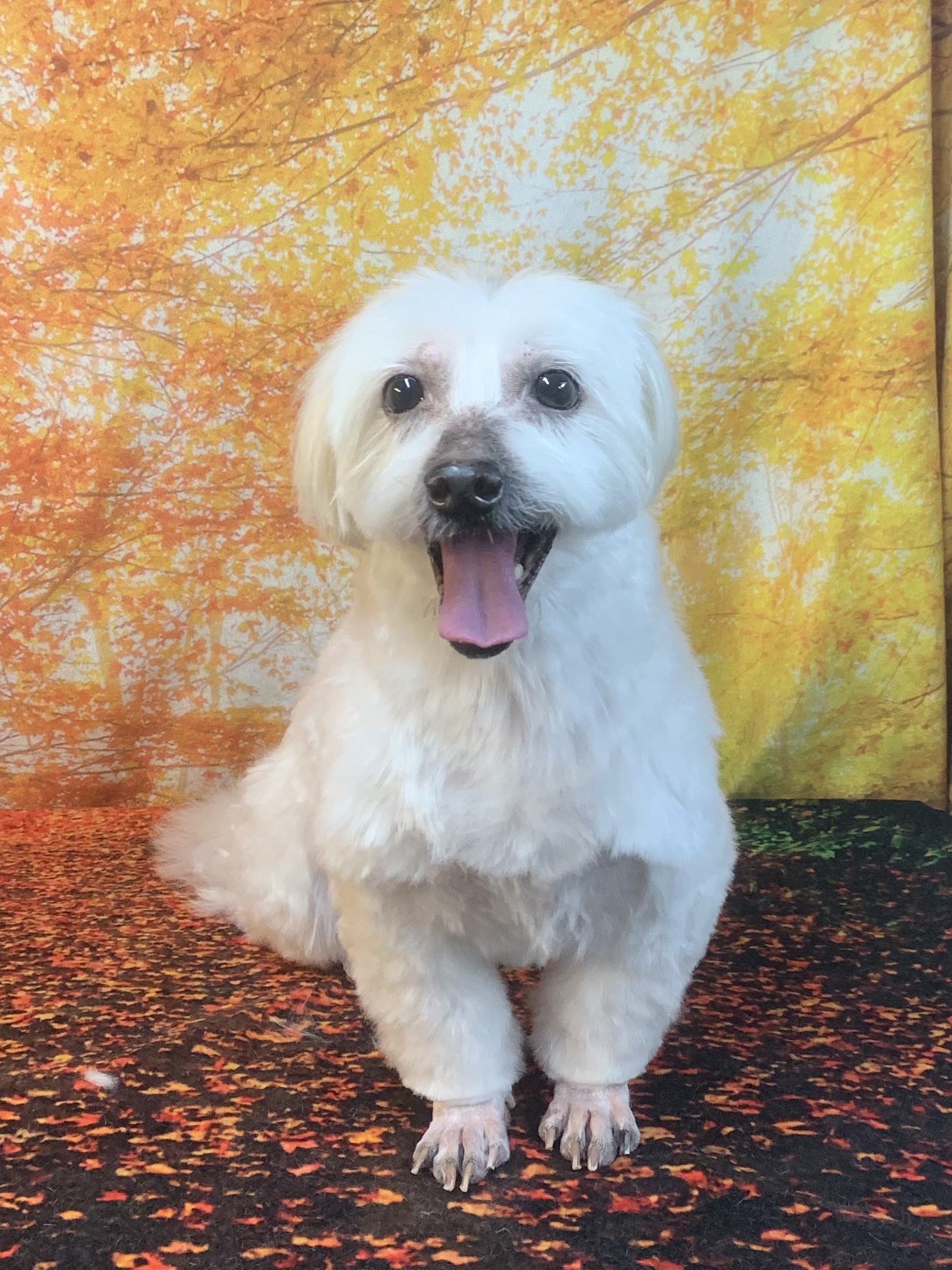 柏市でトリミングです。ポンデケージョくん　(小型長毛ＭＩＸ犬男の子　シャンプー＆カットコースです。)