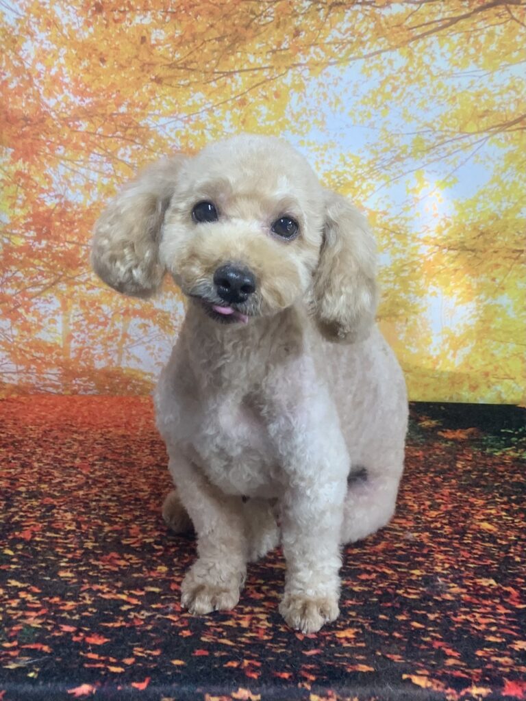 つくばみらい市でトリミングです。レオくん　(トイプードル男の子　シャンプー＆カットコースです。)