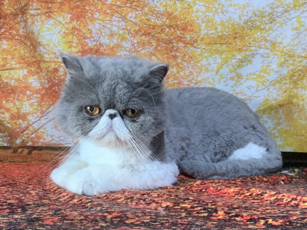 牛久市でトリミングです。そらくん　(エキゾチックショートヘア男の子　グルーミング＆カットコースです。)