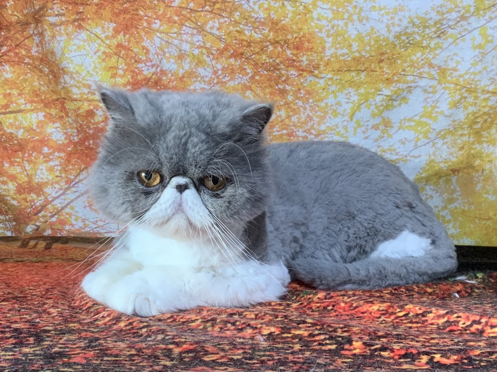 牛久市でトリミングです。そらくん　(エキゾチックショートヘア男の子　グルーミング＆カットコースです。)