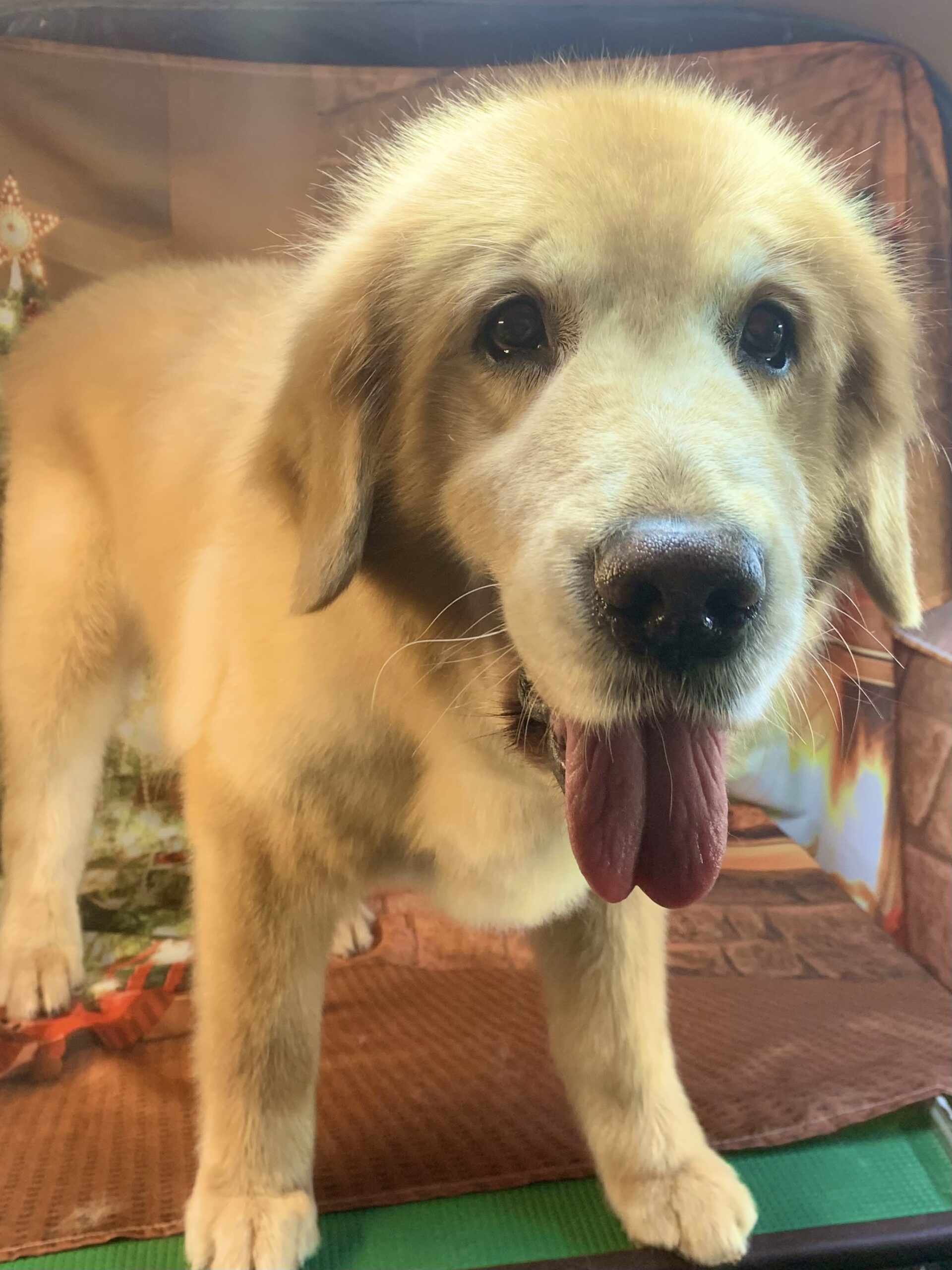 つくばみらい市でトリミングです。リバティくん　(ゴールデンレトリーバー男の子　シャンプー＆カットコースです。)