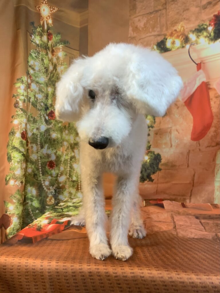 つくば市でトリミングです。モコくん　(トイプードル男の子　シャンプー＆カットコースです。)