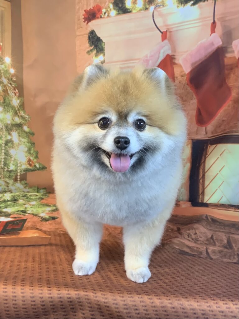 野田市でトリミングです。ガーナちゃん　(ポメラニアン女の子　シャンプー＆カットコースです。)