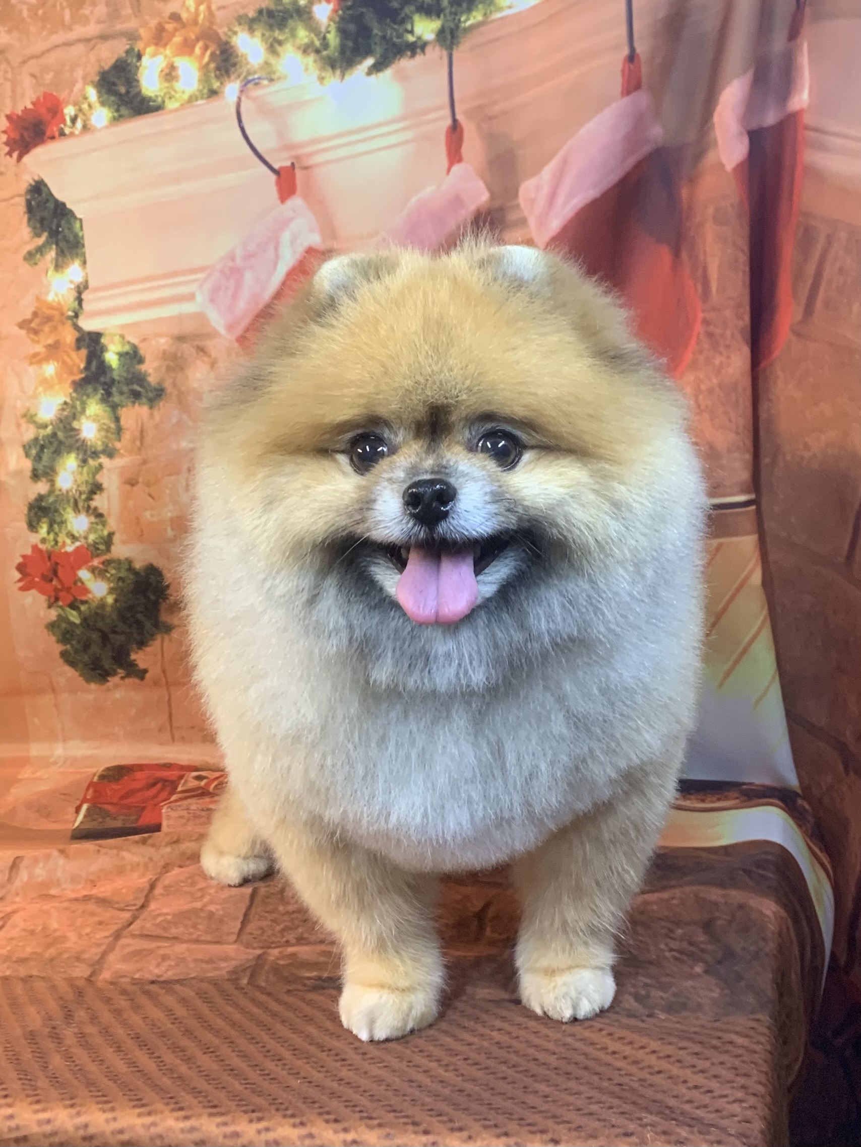 野田市でトリミングです。ラテくん　(ポメラニアン男の子　シャンプー＆カットコースです。)