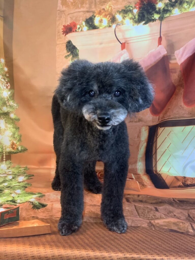 つくば市でトリミングです。ハッピーくん　(トイプードル男の子　シャンプー＆カットコースです。)