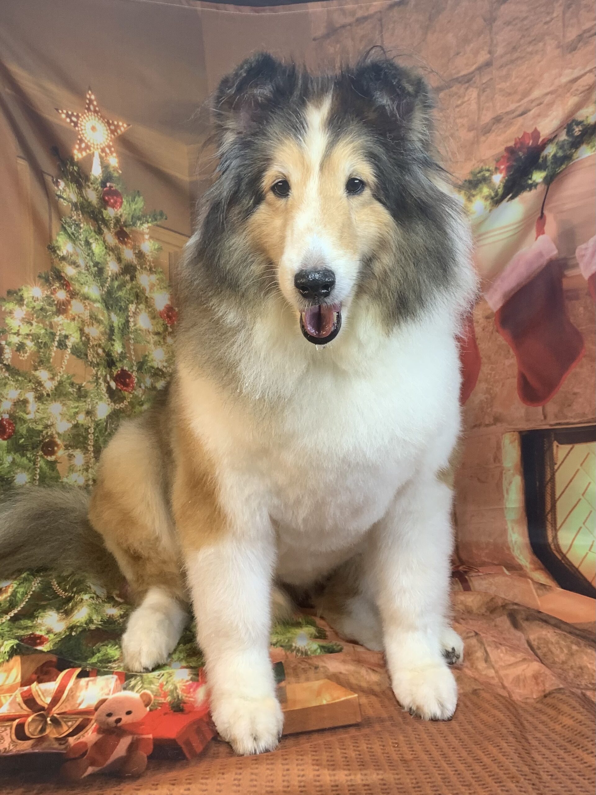 つくばみらい市でトリミングです。レナくん　(シェットランドシープドッグ男の子　シャンプー＆カットコースです。)