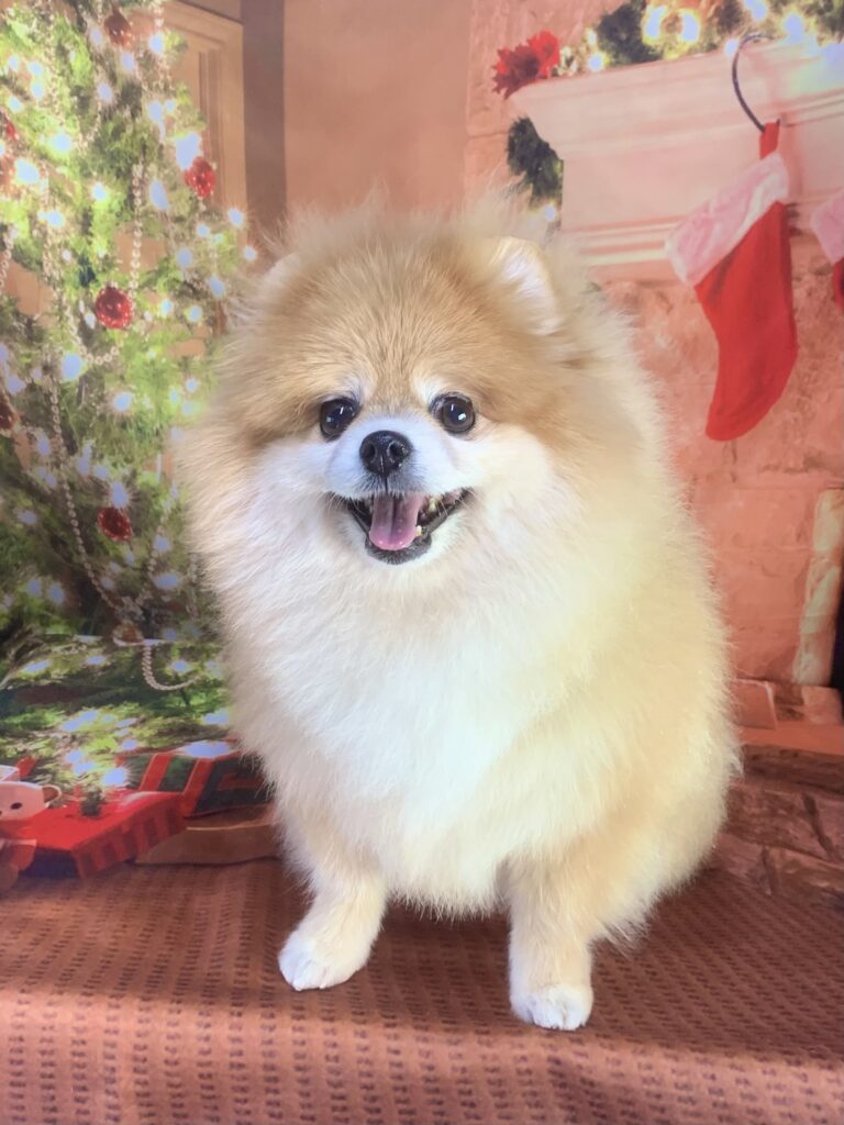 龍ヶ崎市でトリミングです。Ｌａｌａちゃん　(ポメラニアン女の子　シャンプー＆カットコースです。)