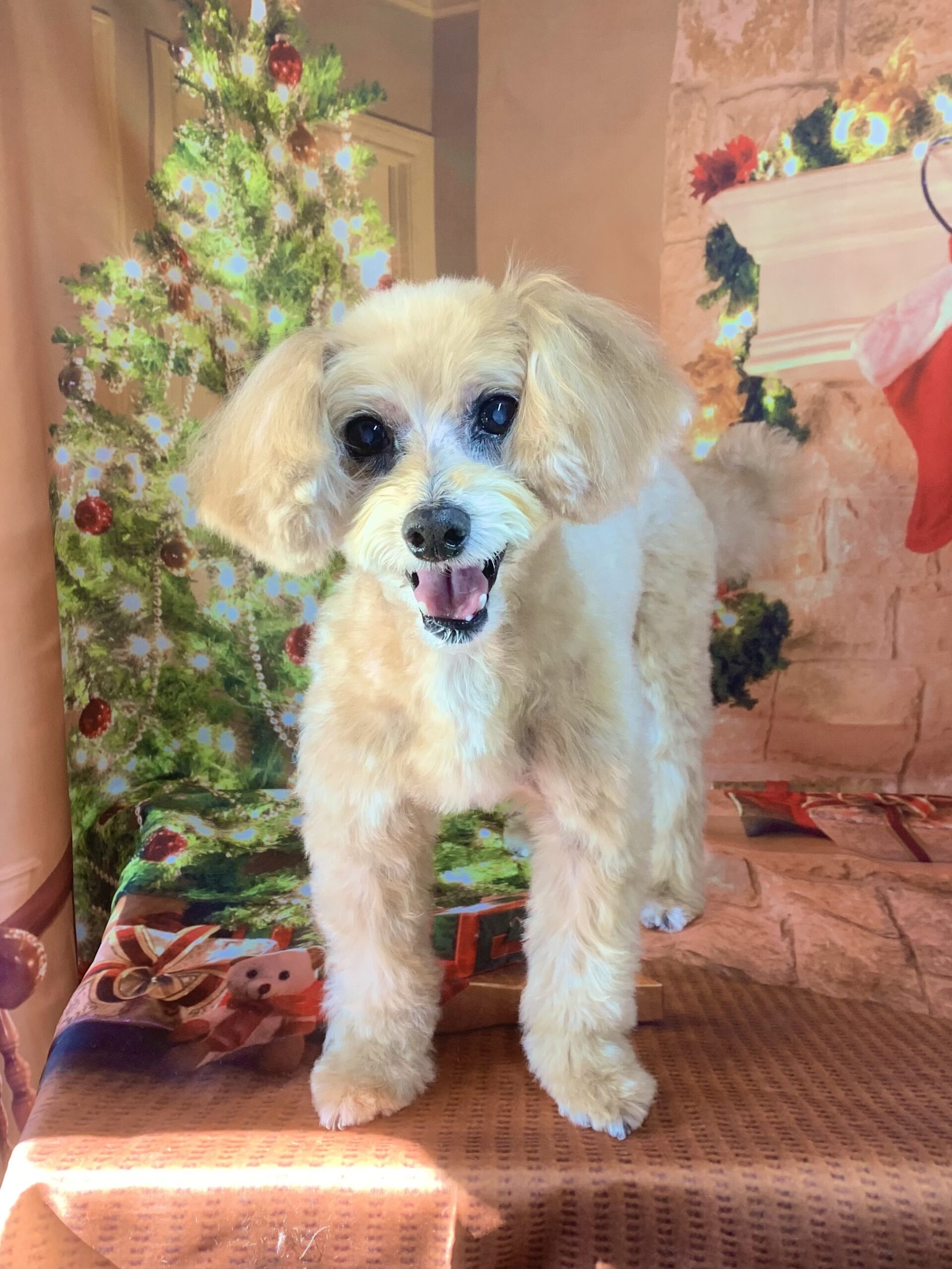 牛久市でトリミングです。ぱるくん　(トイプードルＭＩＸ男の子　シャンプー＆カットコースです。)