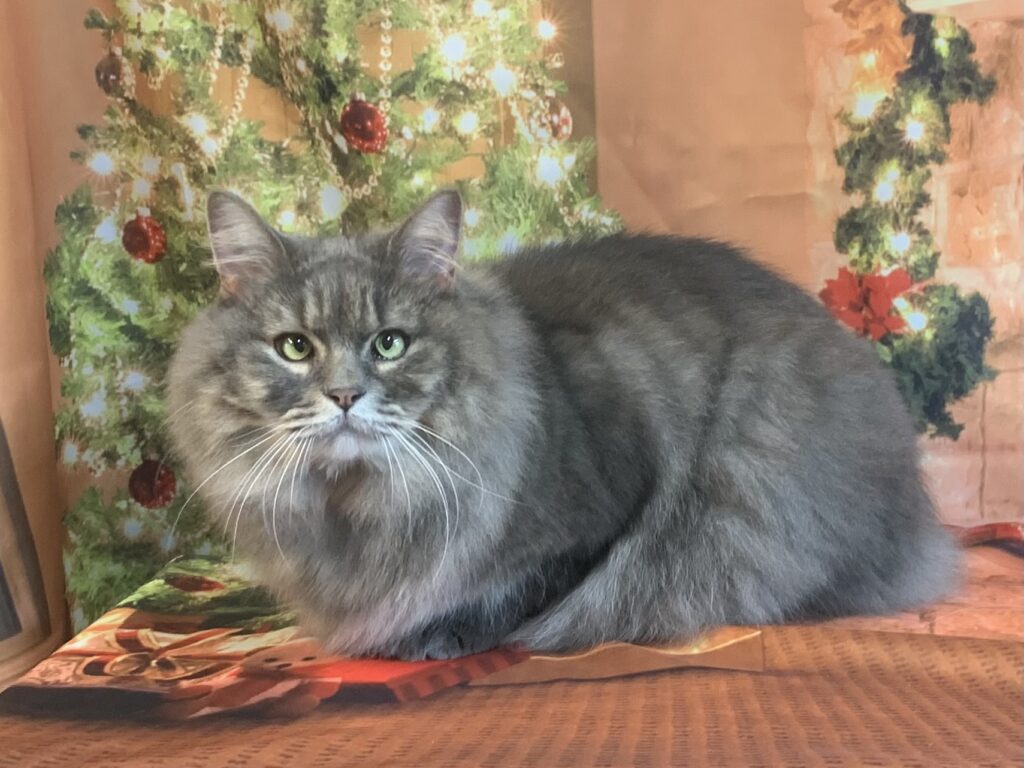 つくば市でトリミングです。リアくん　(マンチカン男の子　グルーミングコースです。)