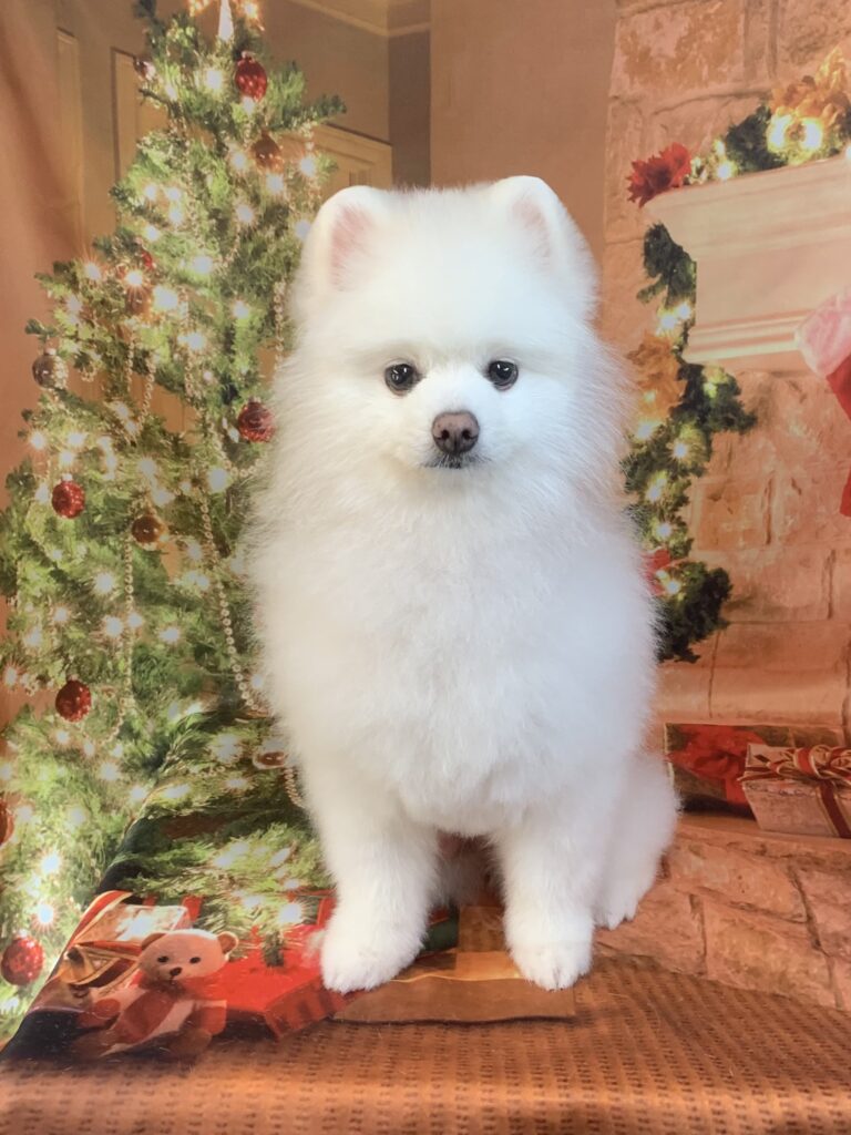 松戸市でトリミングです。Ｌａｌａちゃん　(ポメラニアン女の子　シャンプー＆カットコースです。)