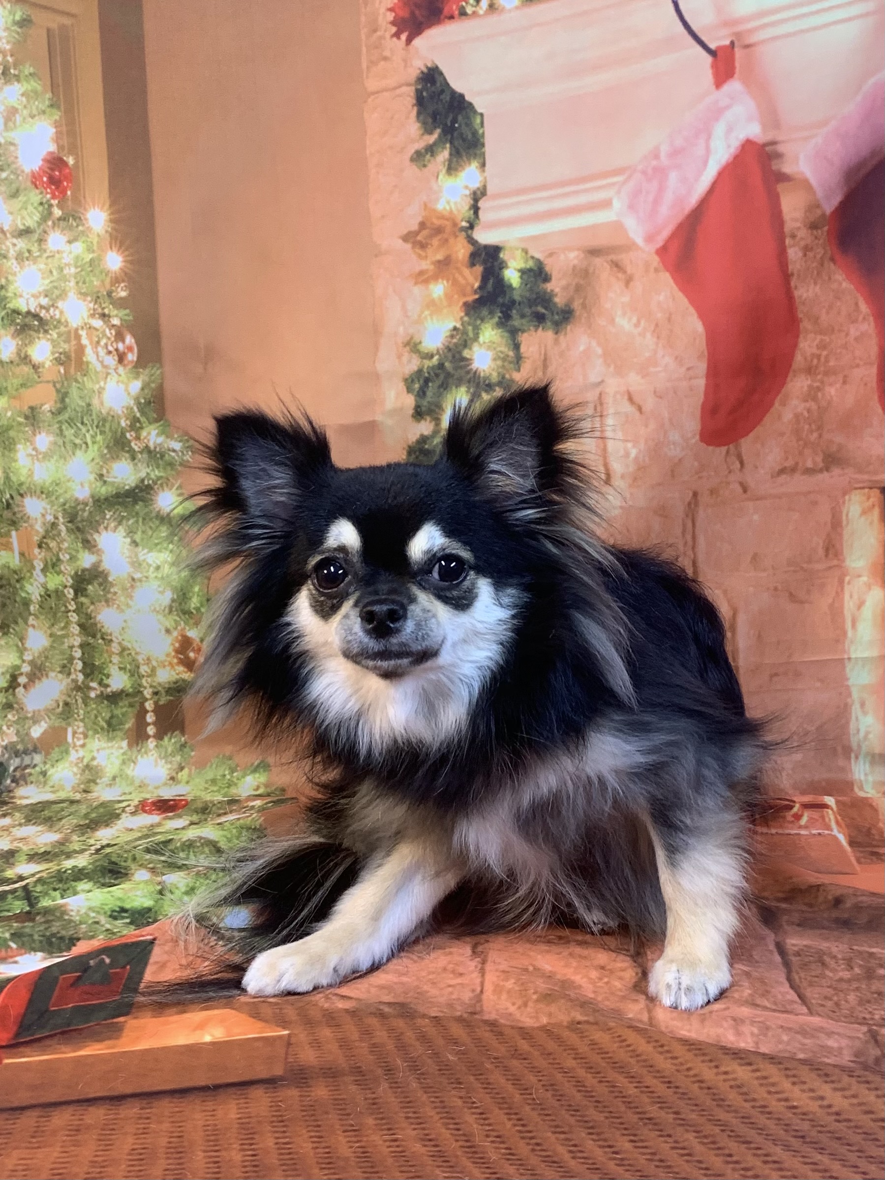 つくばみらい市でトリミングです。クレアちゃん　(チワワ女の子　シャンプー＆カットコースです。)