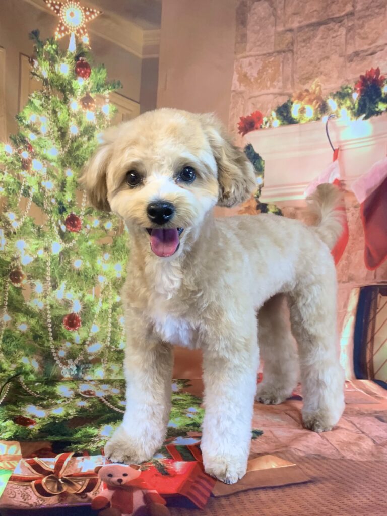 つくば市でトリミングです。　Ｂｏｂくん　(トイプードルＭＩＸ　シャンプー＆カットコースです。)