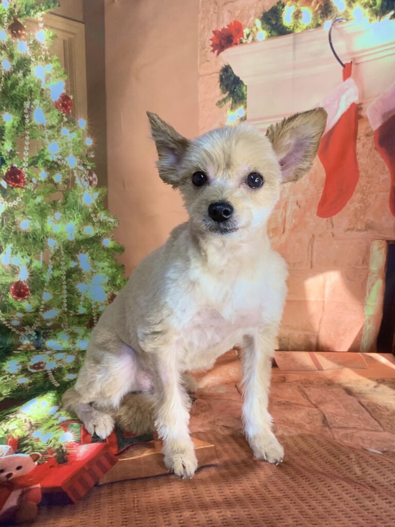 つくばみらい市でトリミングです。ラックくん　(ポメラニアン×ヨークシャーテリア男の子　グルーミング＆カットコースです。)