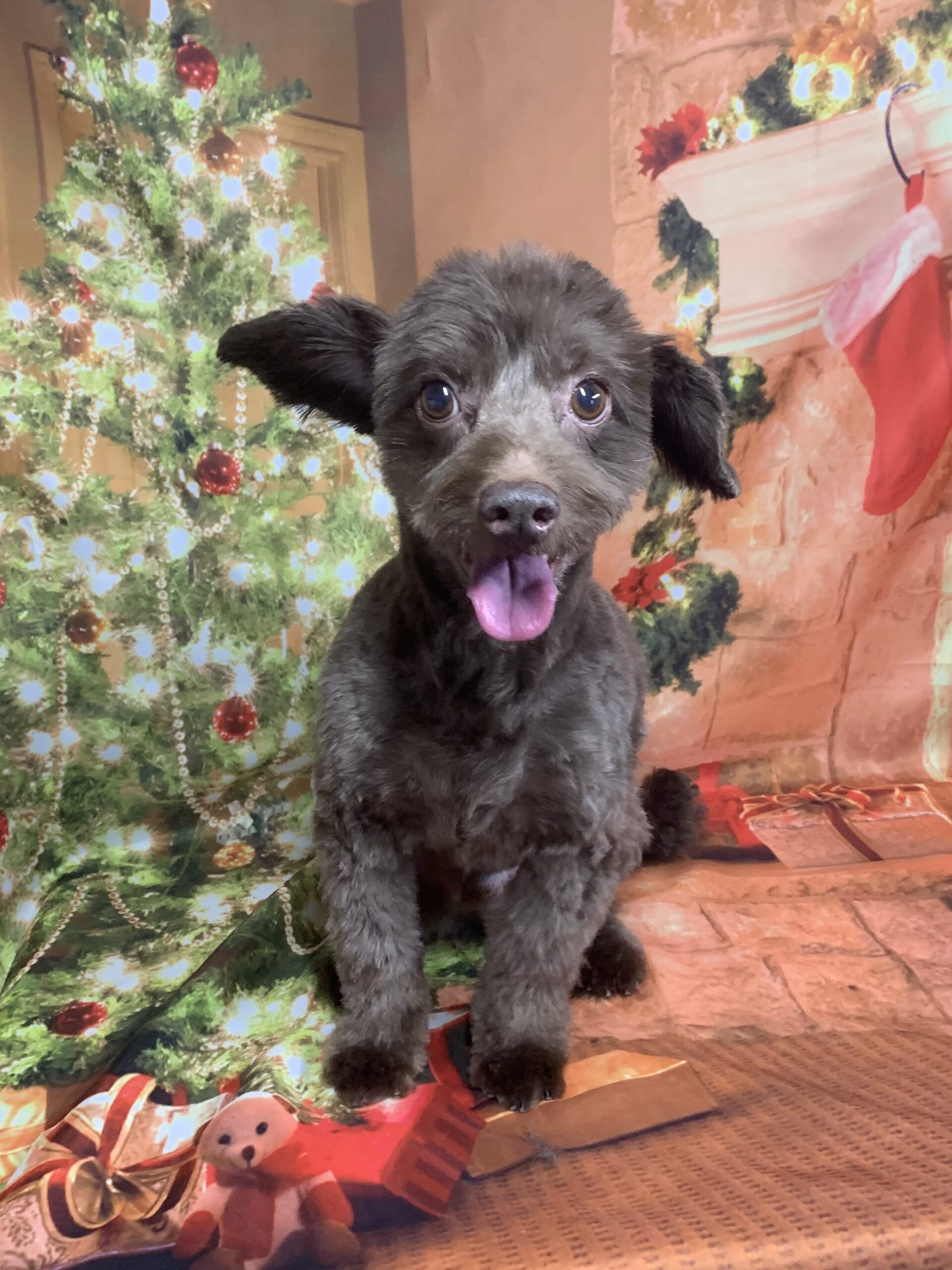 つくばみらい市でトリミングです。レオンくん　(チワワ×トイプードル男の子　グルーミング＆カットコースです。)