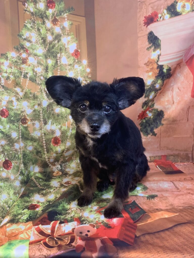 つくばみらい市でトリミングです。ロビンくん　(パピヨン×トイプードル男の子　グルーミング＆カットコースです。)