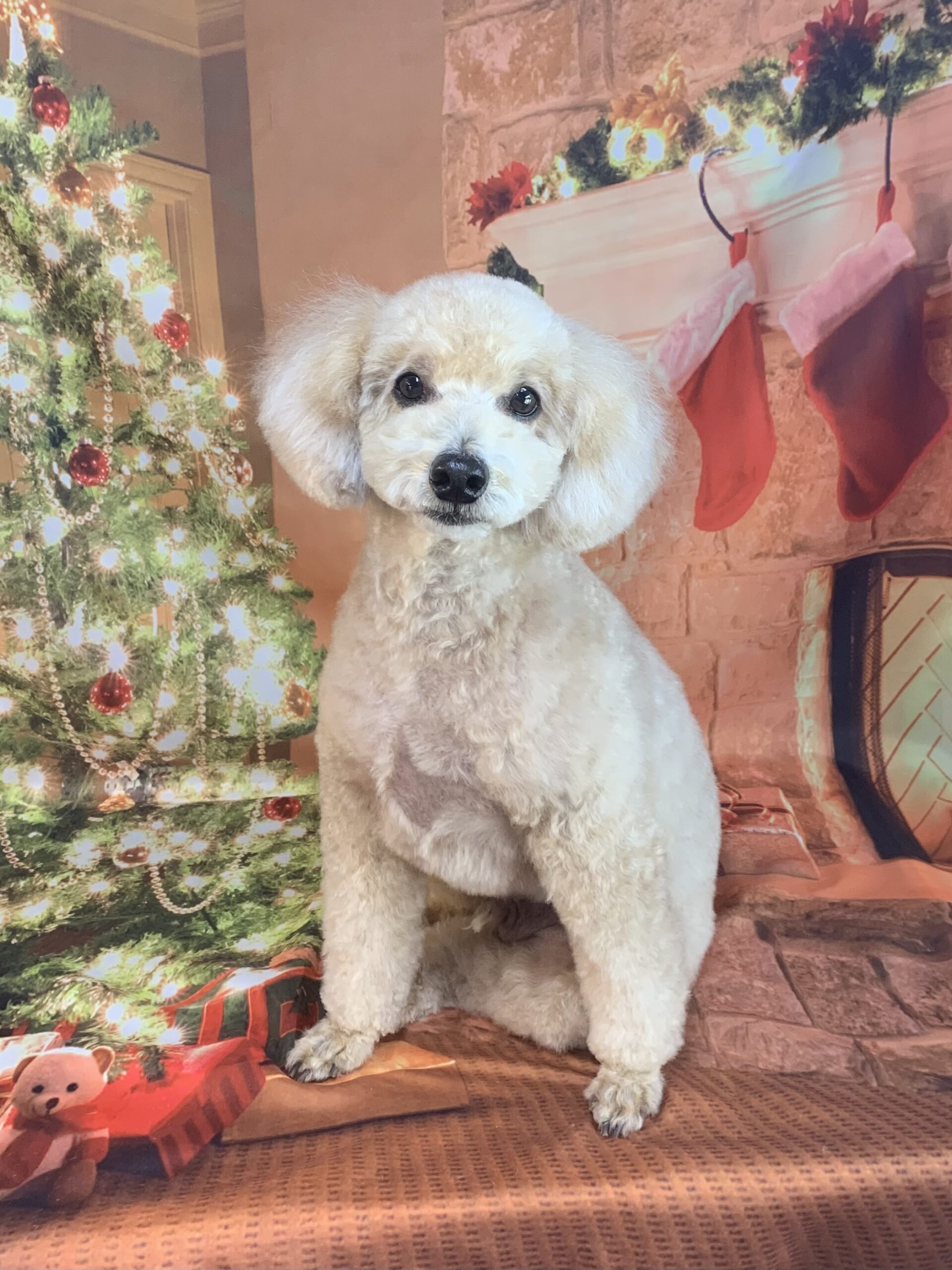 守谷市でトリミングです。侘助くん　(トイプードル男の子　シャンプー＆カットコースです。)