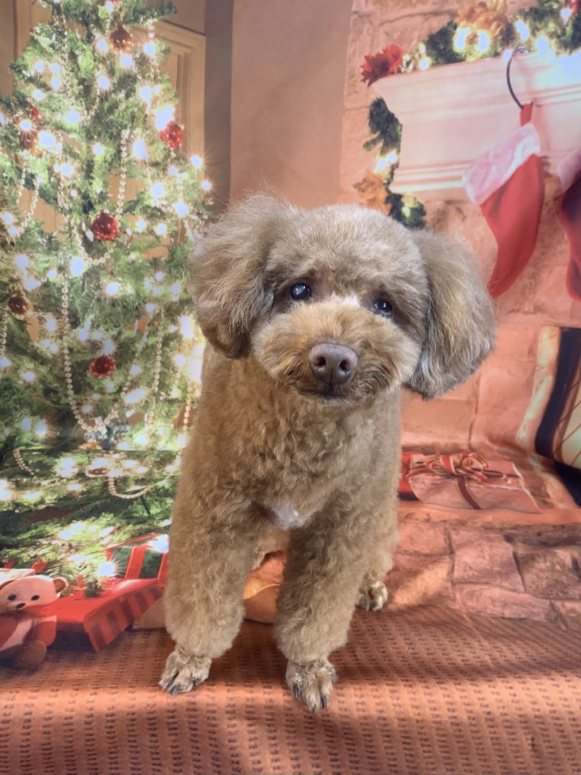 守谷市でトリミングです。くん　(トイプードル男の子　シャンプー＆カットコースです。)