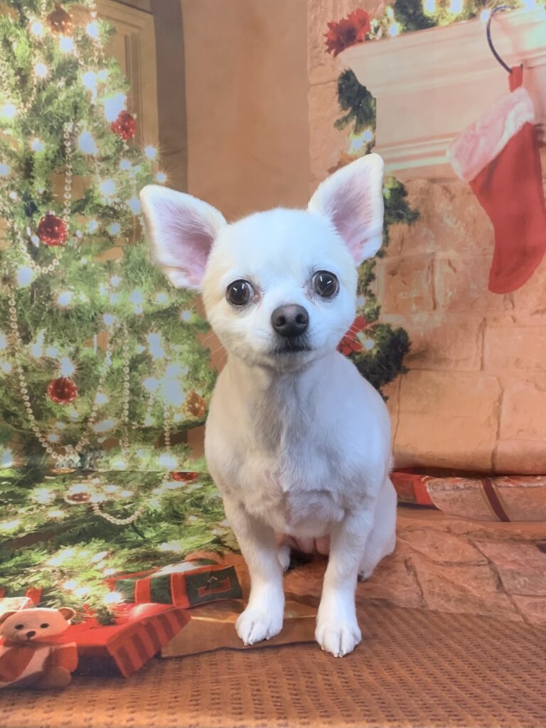 取手市でトリミングです。モモちゃん　(チワワ女の子　シャンプー＆カットコースです。)