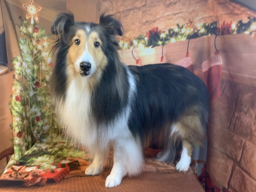 つくばみらい市でトリミングです。とよちゃん　(シェットランドシープドッグ女の子　シャンプーコースです。)