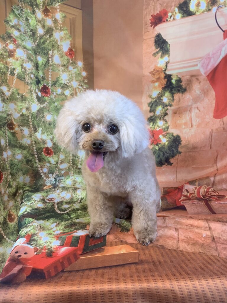 野田市でトリミングです。しょうくん　(トイプードル男の子　シャンプー＆カットコースです。)