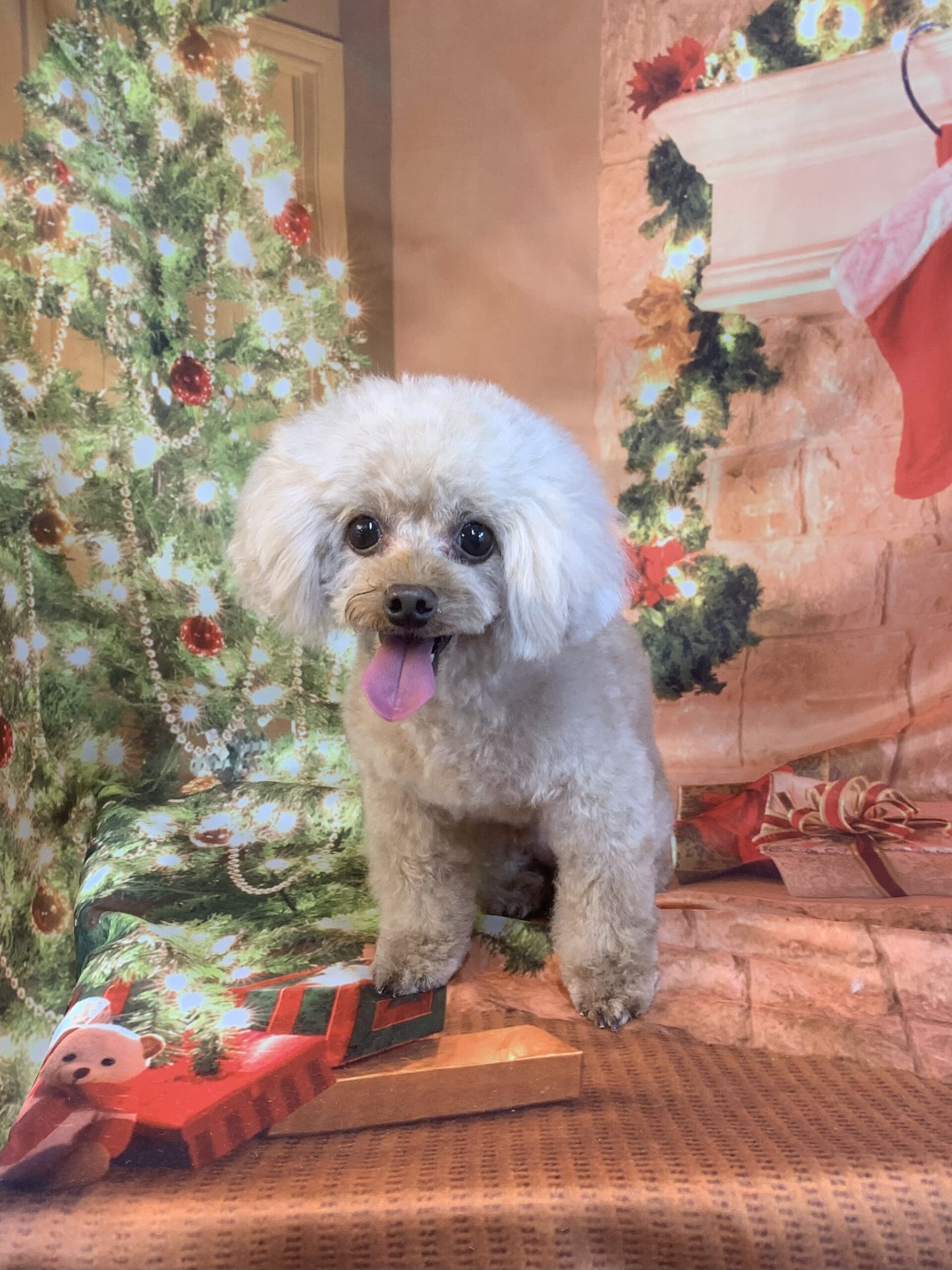 野田市でトリミングです。しょうくん　(トイプードル男の子　シャンプー＆カットコースです。)