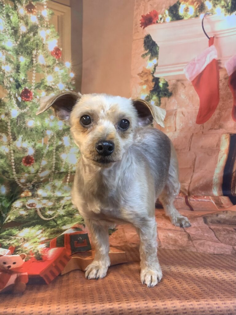 龍ヶ崎市でトリミングです。ルンちゃん　(ヨークシャーテリア女の子　シャンプー＆カットコースです。)