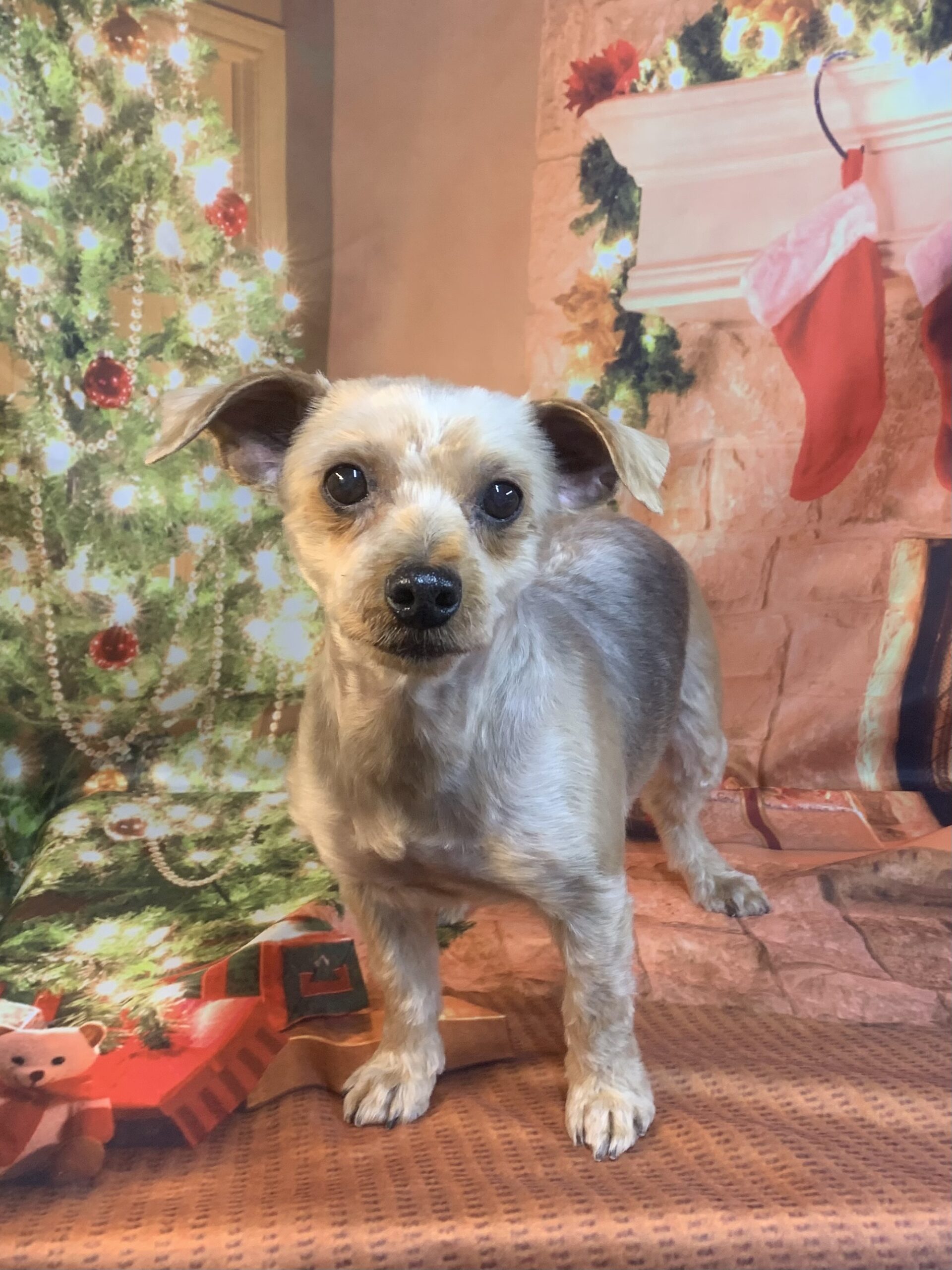 龍ヶ崎市でトリミングです。ルンちゃん　(ヨークシャーテリア女の子　シャンプー＆カットコースです。)