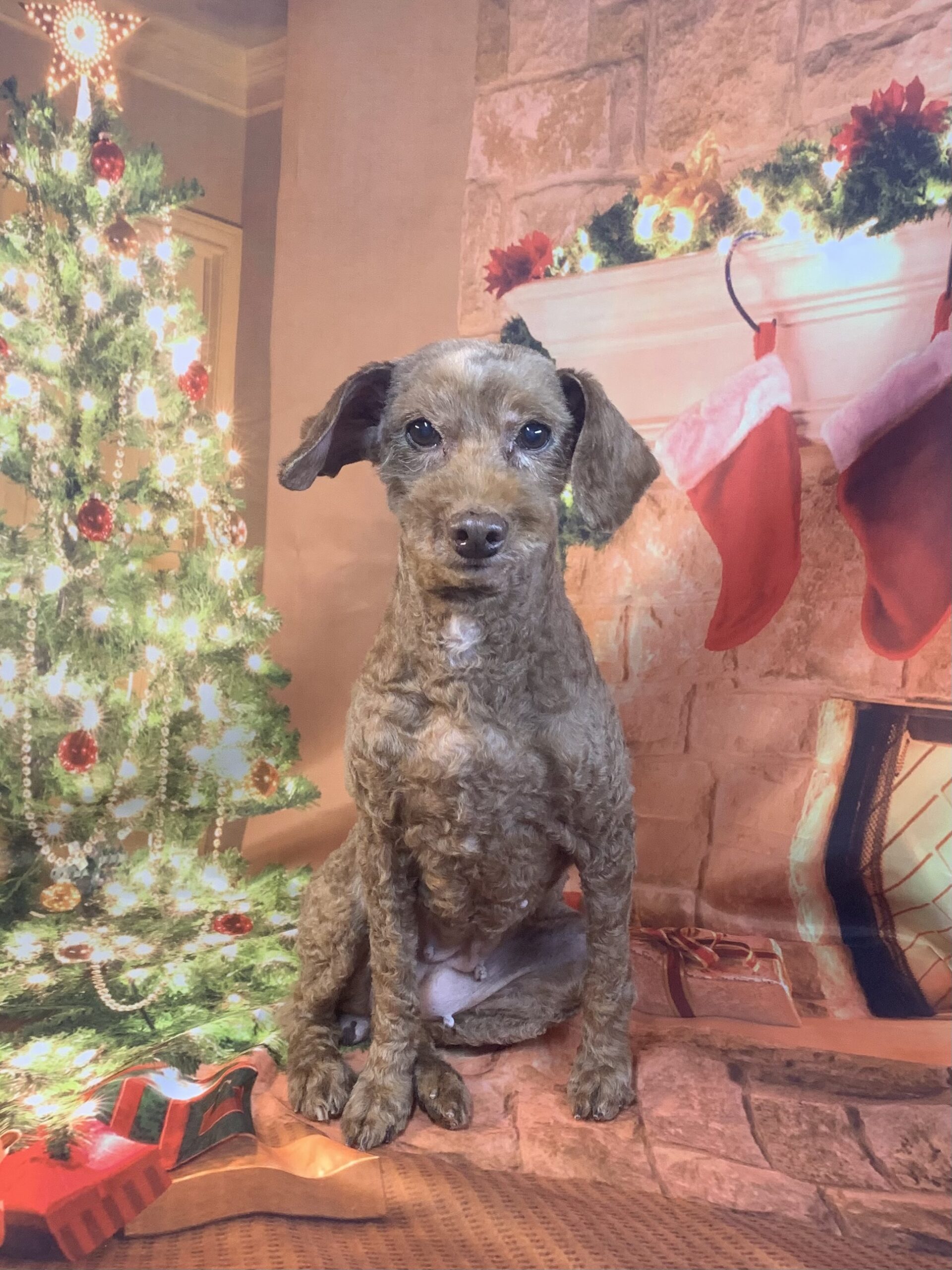 龍ヶ崎市でトリミングです。ミーちゃん　(トイプードル女の子　シャンプー＆カットコースです。)