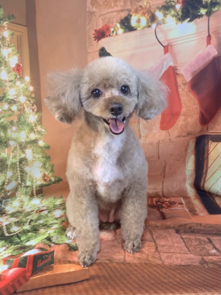 守谷市でトリミングです。モカちゃん　(トイプードル女の子　シャンプー＆カットコースです。)