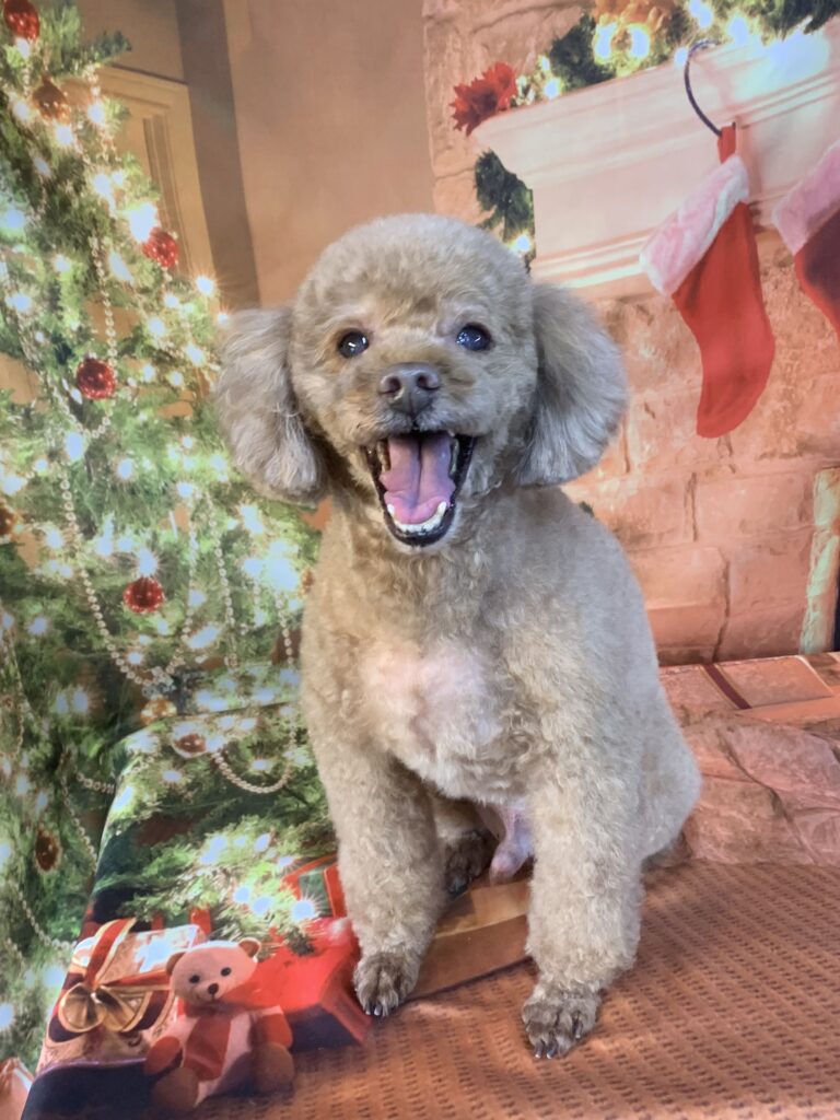 守谷市でトリミングです。リオンくん　(トイプードル男の子　シャンプー＆カットコースです。)