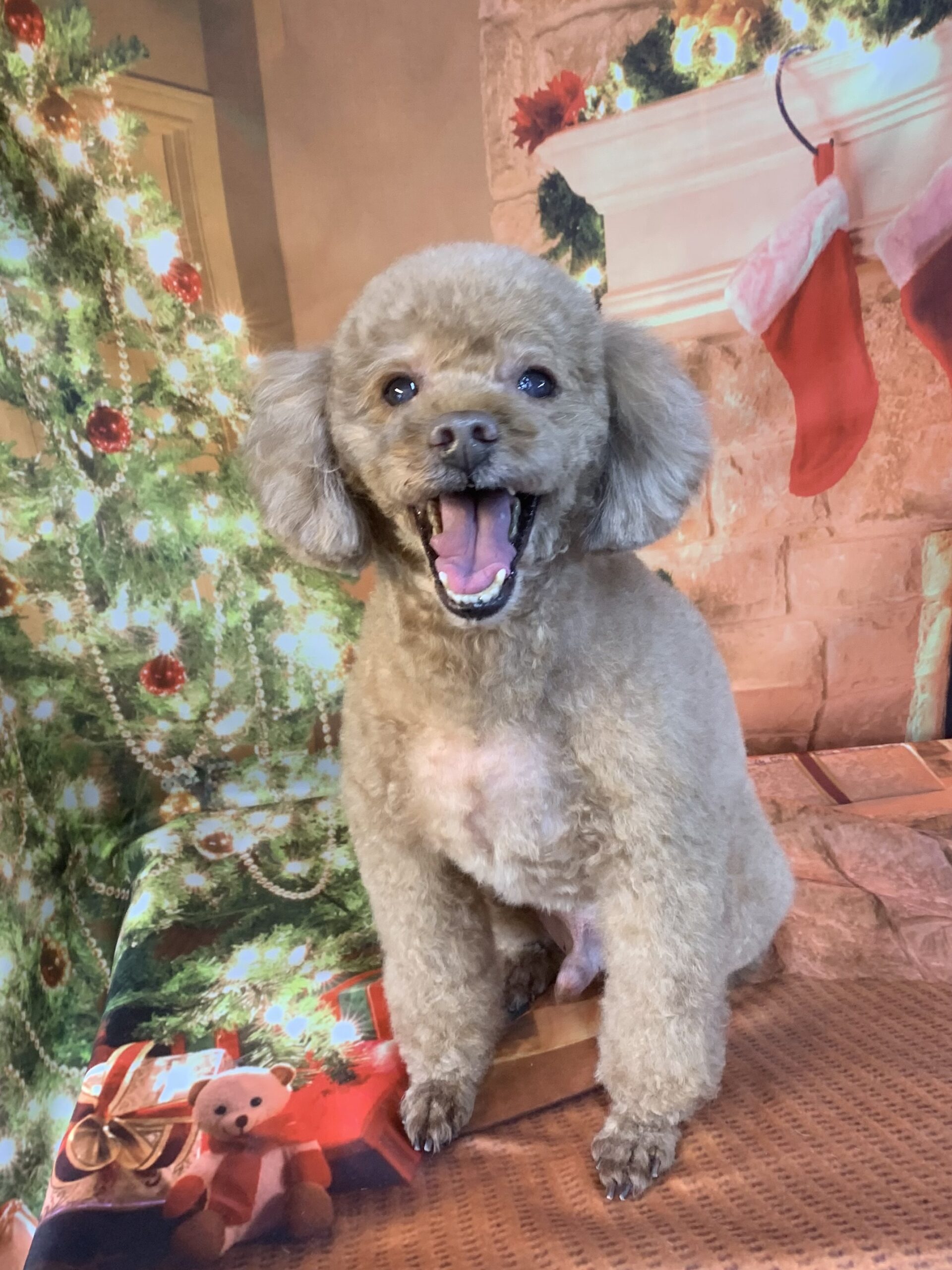 守谷市でトリミングです。リオンくん　(トイプードル男の子　シャンプー＆カットコースです。)